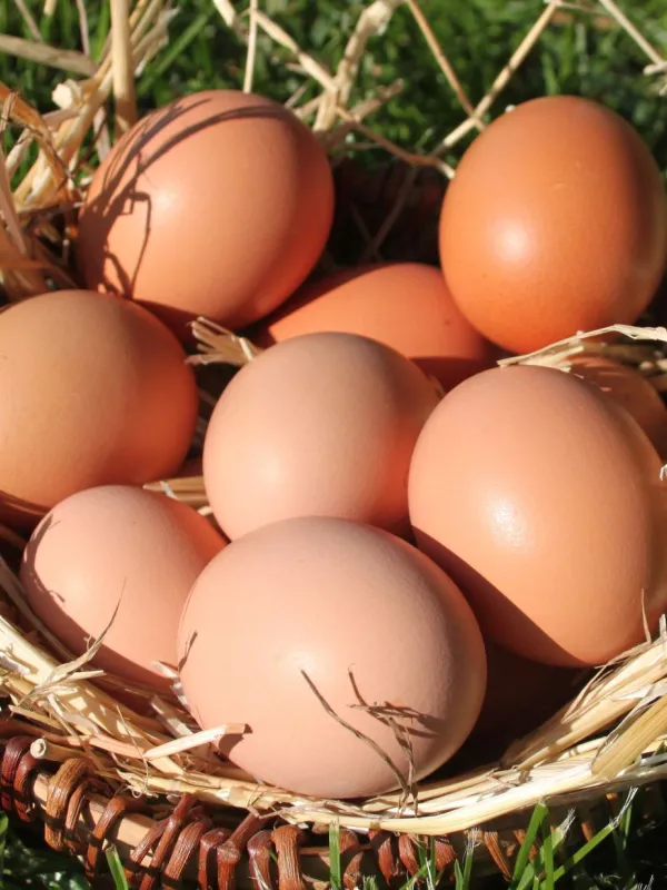 Product Fertilized Goliath Chicken Eggs Image